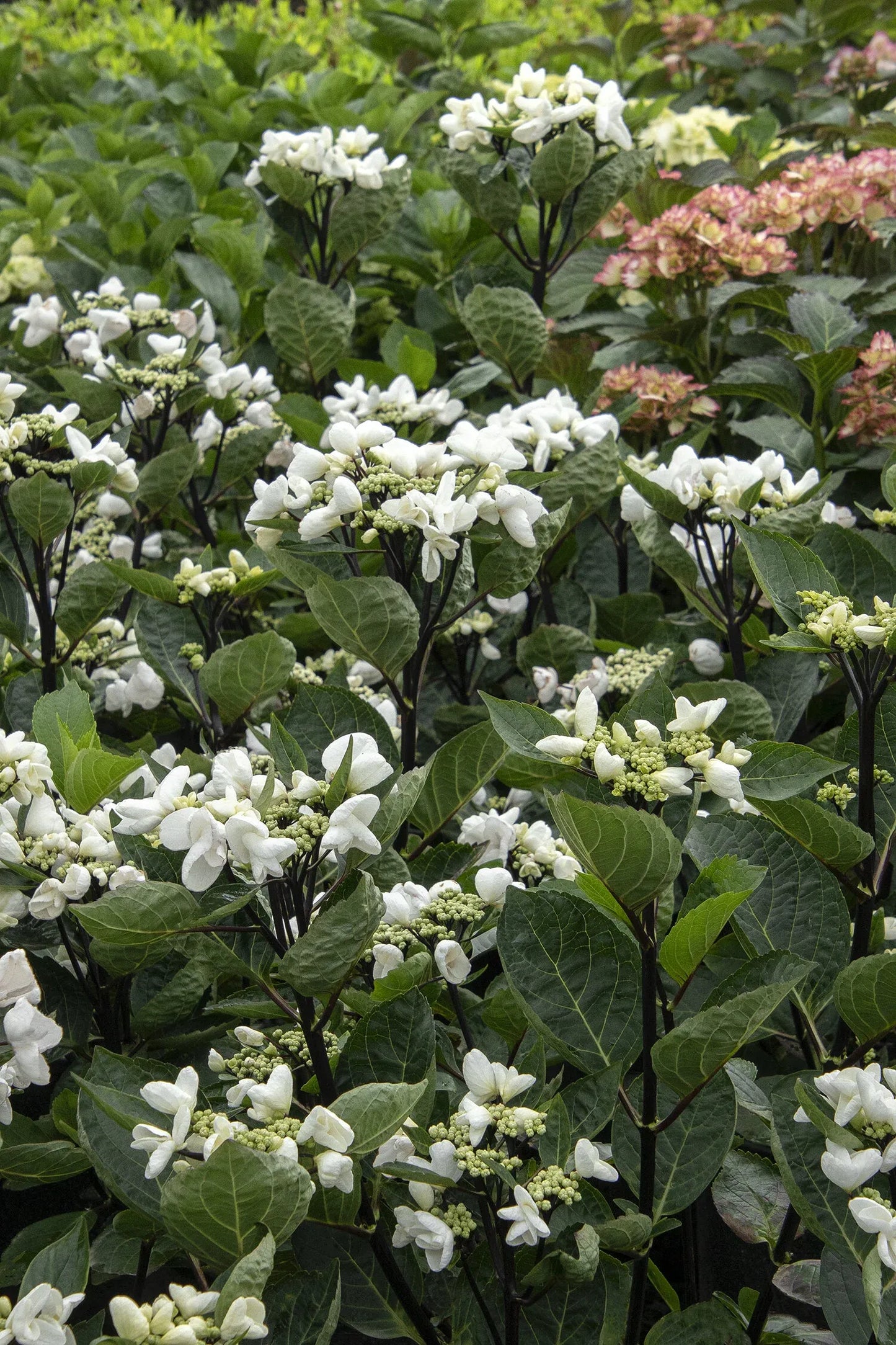 Hydrangea Macrophylla 'seaside Serenade Glacier Bay' - View 9 from www redcrocus com