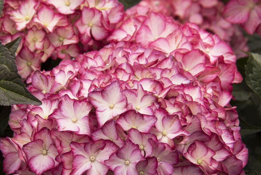 Hydrangea Macrophylla 'seaside Serenade Hamptons' - View 10 from www redcrocus com