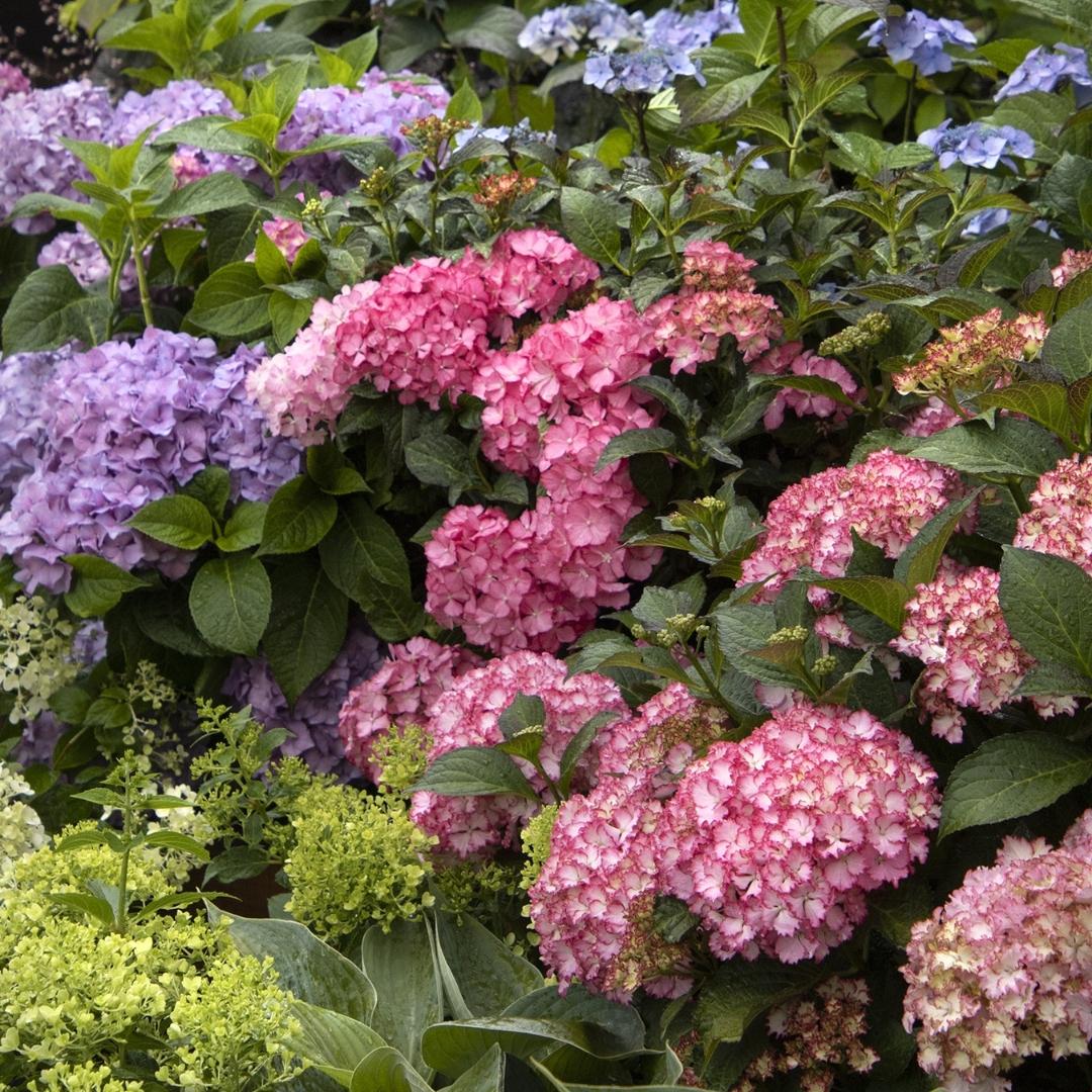 Hydrangea Macrophylla 'seaside Serenade Hamptons' - View 12 from www redcrocus com
