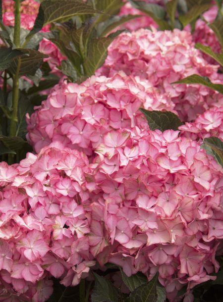 Hydrangea Macrophylla 'seaside Serenade Hamptons' - View 14 from www redcrocus com