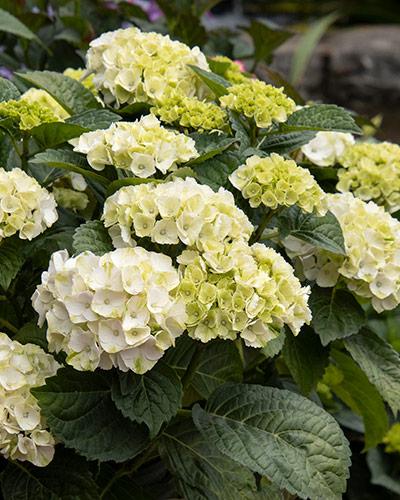 Hydrangea Macrophylla 'seaside Serenade Hamptons' - View 16 from www redcrocus com