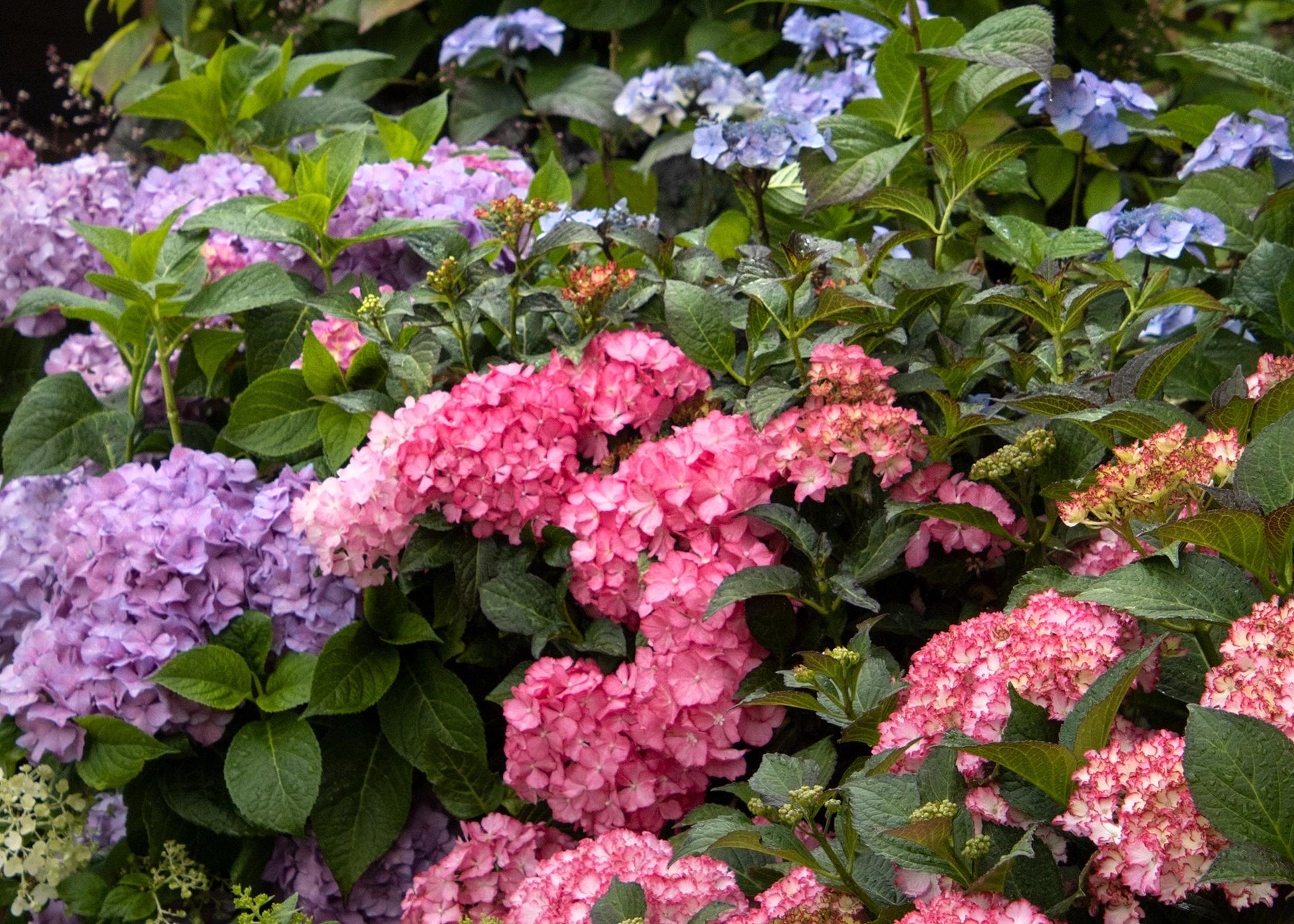 Hydrangea Macrophylla 'seaside Serenade Hamptons' - View 17 from www redcrocus com