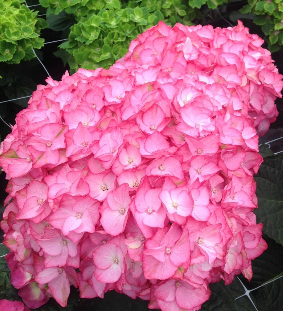 Hydrangea Macrophylla 'seaside Serenade Hamptons' - View 1 from www redcrocus com
