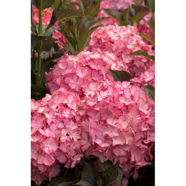 Hydrangea Macrophylla 'seaside Serenade Hamptons' - View 20 from www redcrocus com