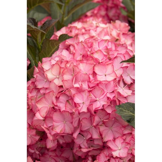 Hydrangea Macrophylla 'seaside Serenade Hamptons' - View 21 from www redcrocus com