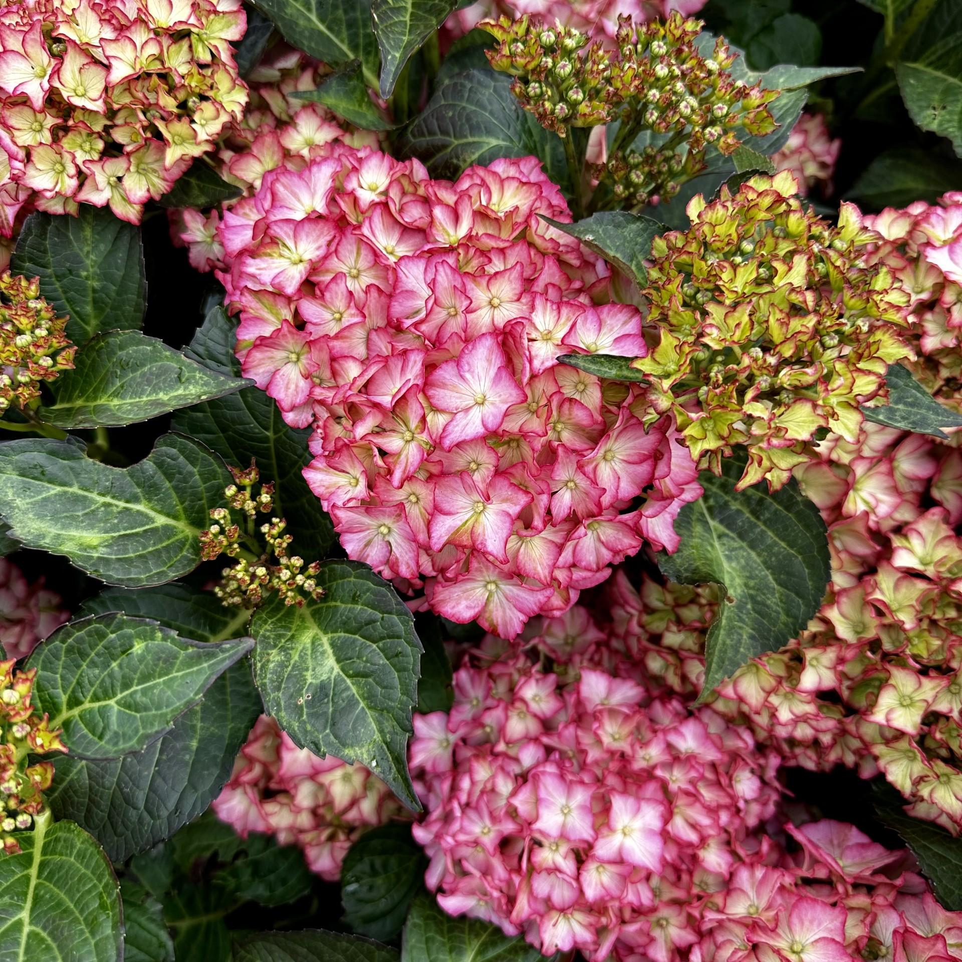 Hydrangea Macrophylla 'seaside Serenade Hamptons' - View 22 from www redcrocus com