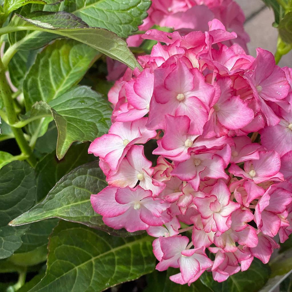 Hydrangea Macrophylla 'seaside Serenade Hamptons' - View 23 from www redcrocus com