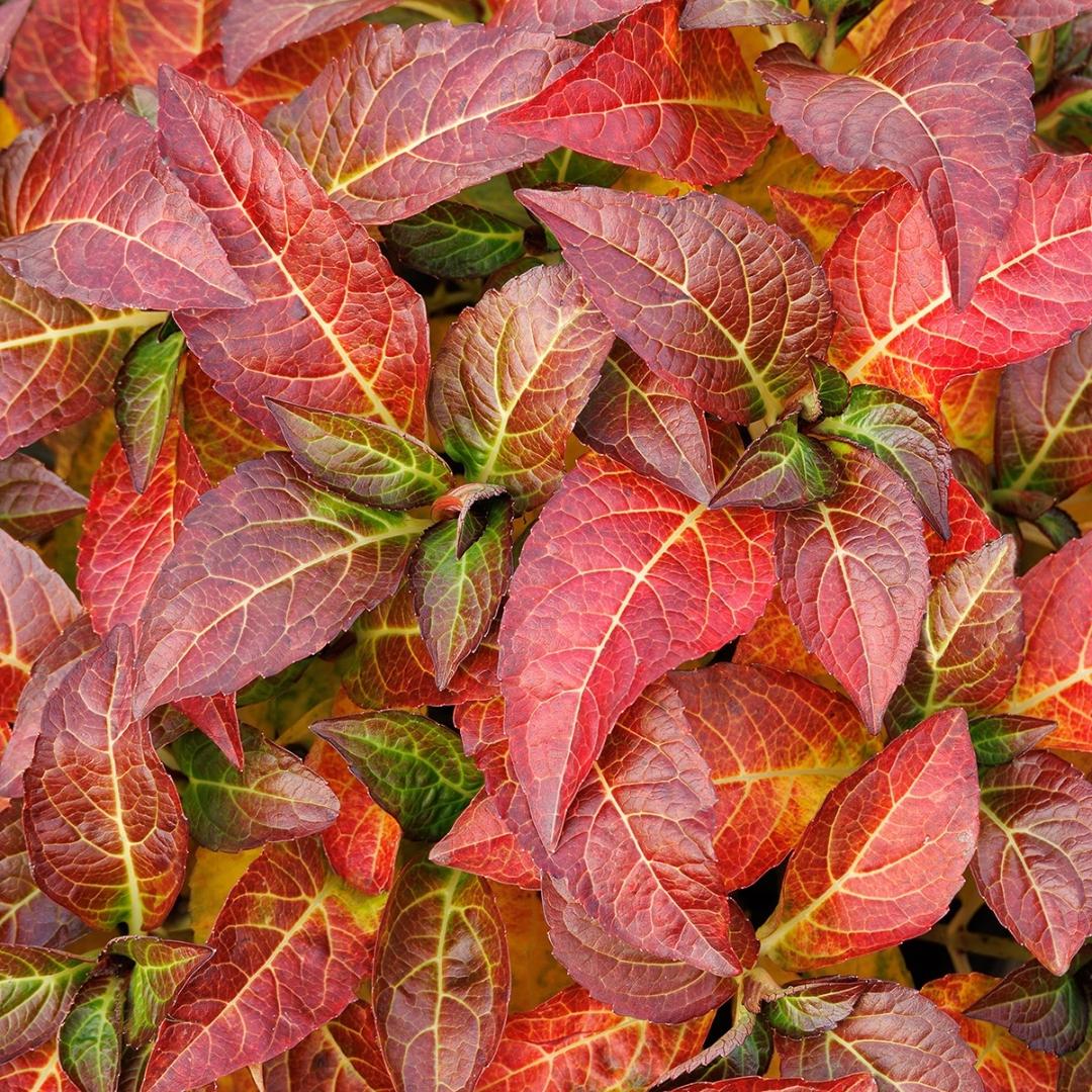 Hydrangea Macrophylla 'seaside Serenade Hamptons' - View 27 from www redcrocus com
