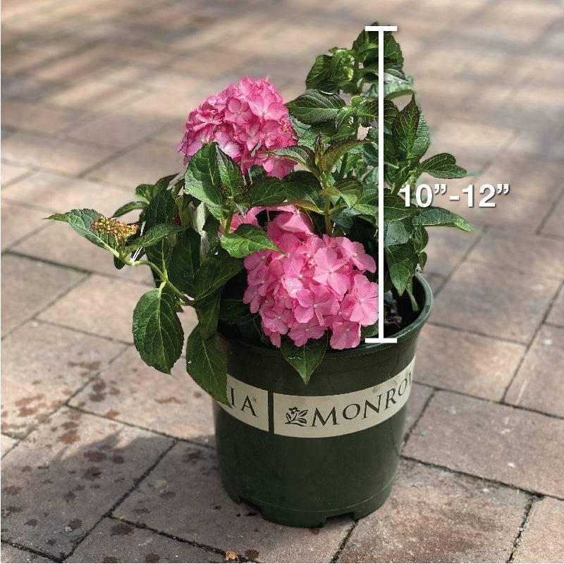Hydrangea Macrophylla 'seaside Serenade Hamptons' - View 28 from www redcrocus com