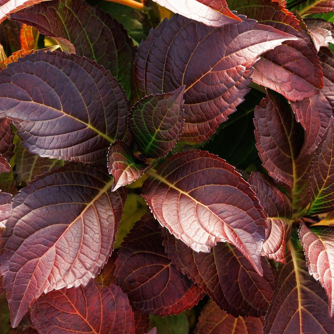 Hydrangea Macrophylla 'seaside Serenade Hamptons' - View 30 from www redcrocus com