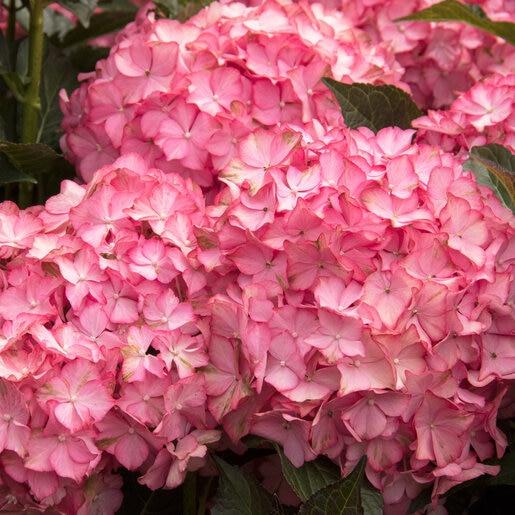 Hydrangea Macrophylla 'seaside Serenade Hamptons' - View 32 from www redcrocus com