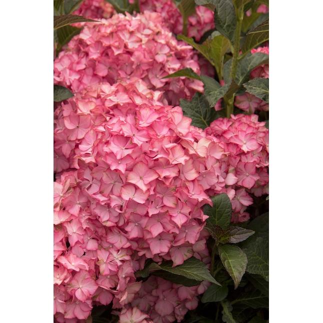 Hydrangea Macrophylla 'seaside Serenade Hamptons' - View 33 from www redcrocus com