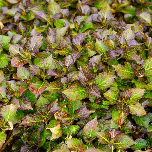 Hydrangea Macrophylla 'seaside Serenade Hamptons' - View 34 from www redcrocus com