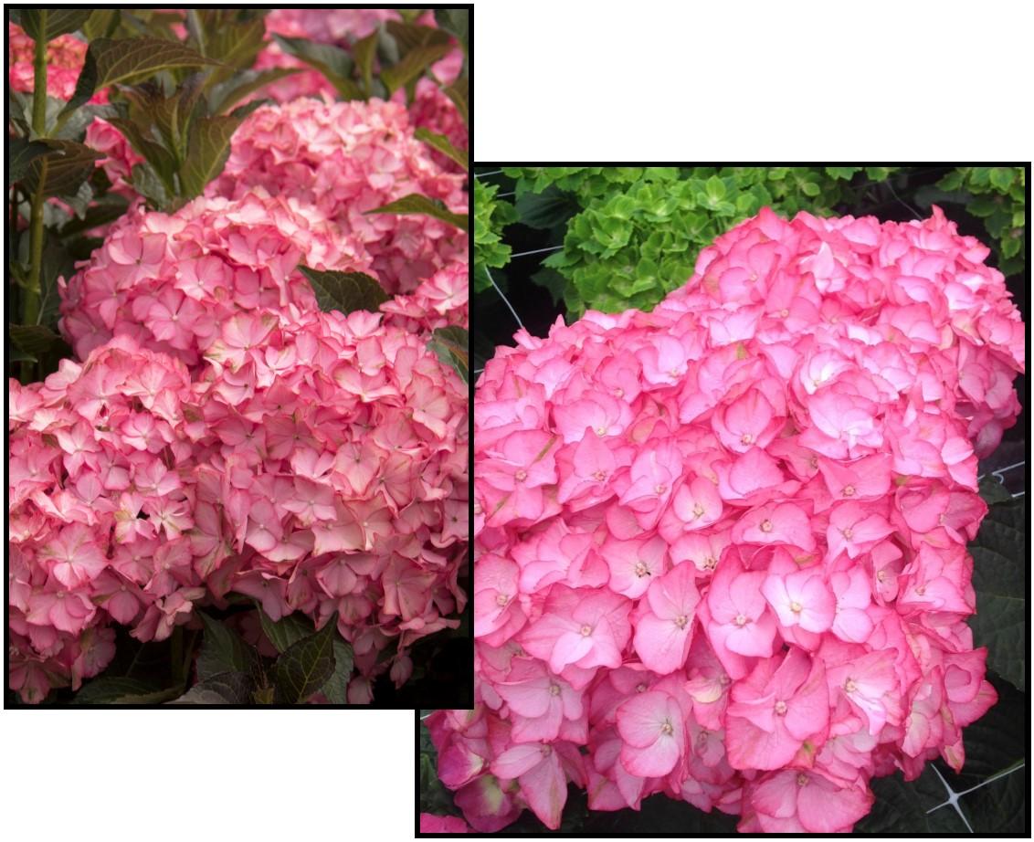 Hydrangea Macrophylla 'seaside Serenade Hamptons' - View 3 from www redcrocus com