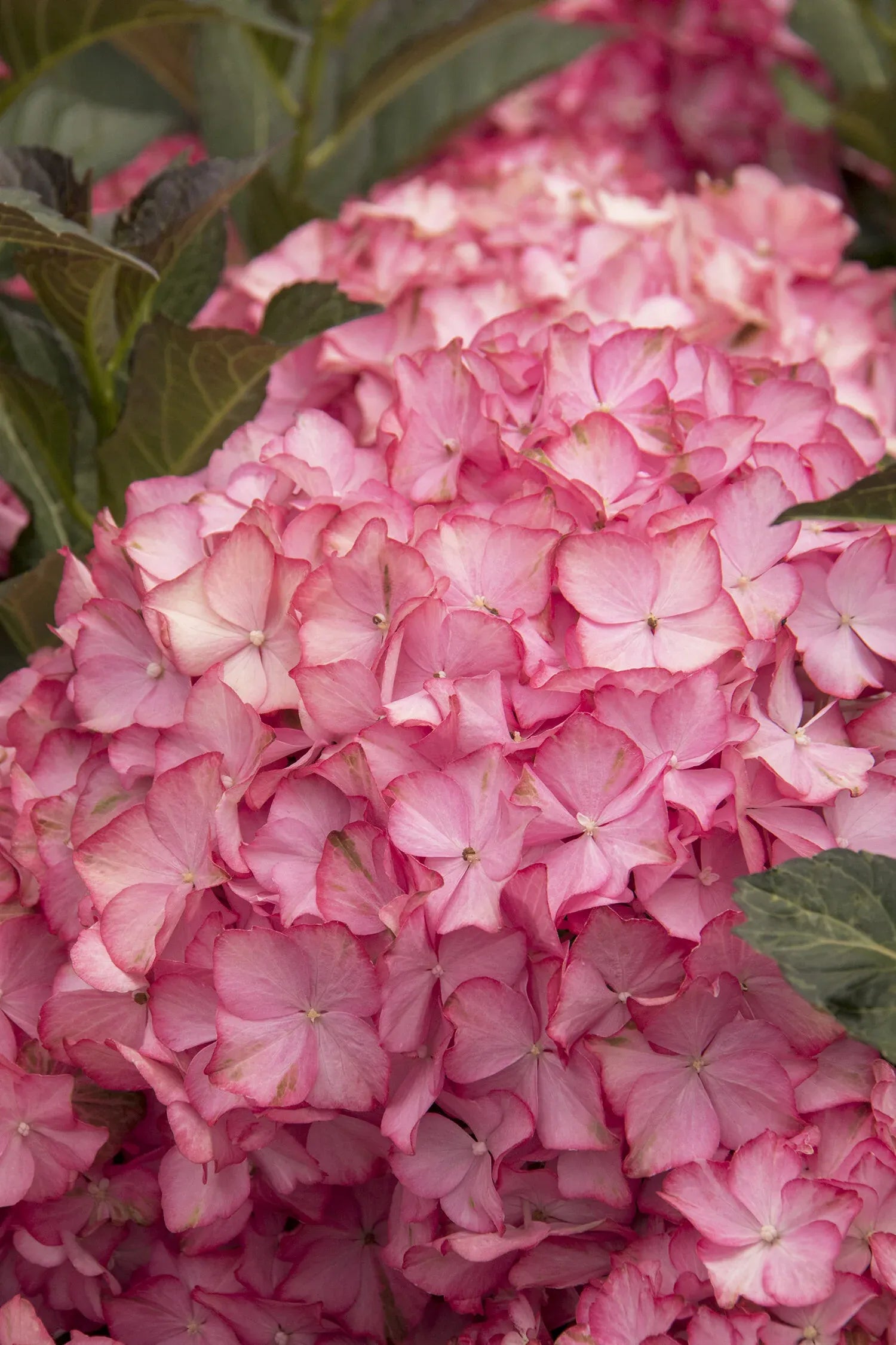 Hydrangea Macrophylla 'seaside Serenade Hamptons' - View 4 from www redcrocus com