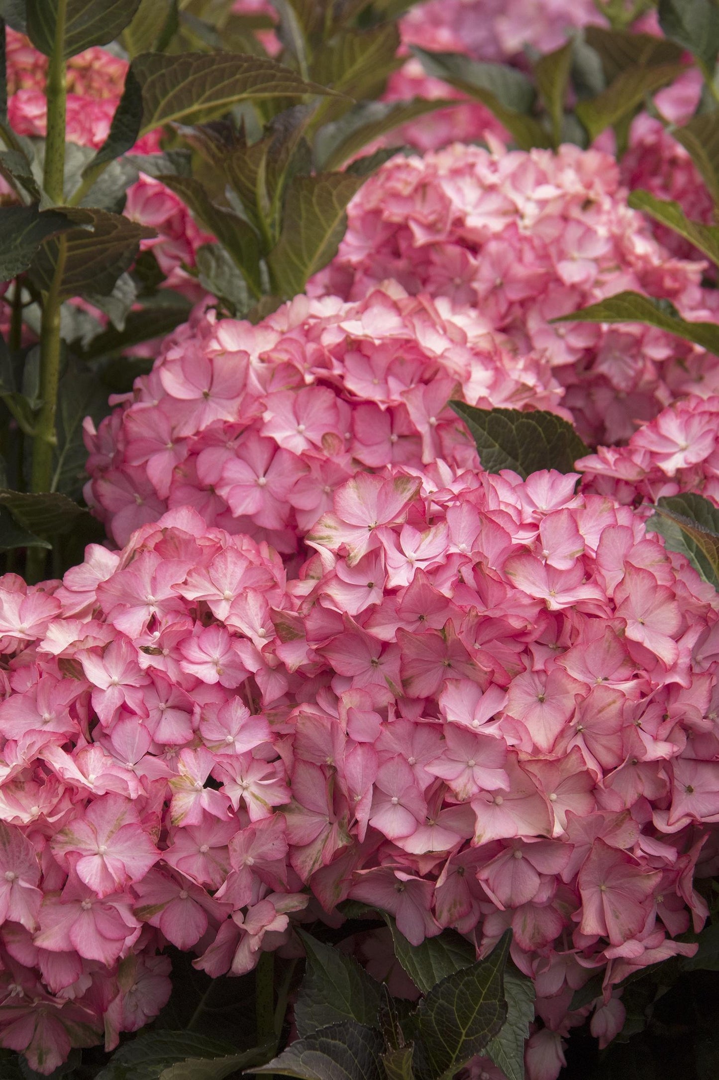 Hydrangea Macrophylla 'seaside Serenade Hamptons' - View 5 from www redcrocus com