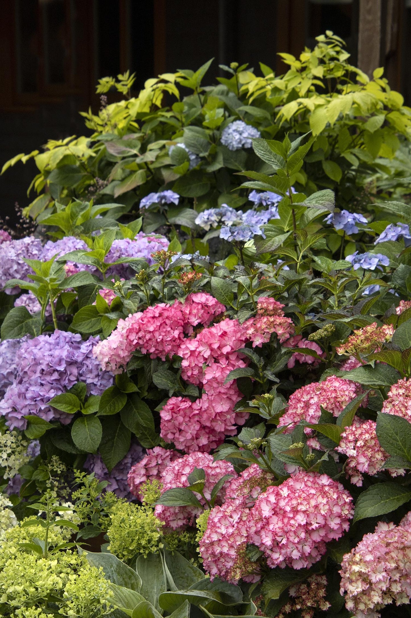 Hydrangea Macrophylla 'seaside Serenade Hamptons' - View 9 from www redcrocus com