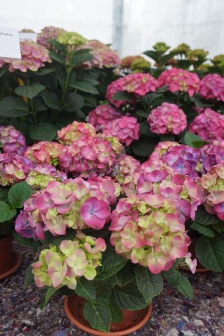 Hydrangea Macrophylla 'seaside Serenade Newport' - View 10 from www redcrocus com
