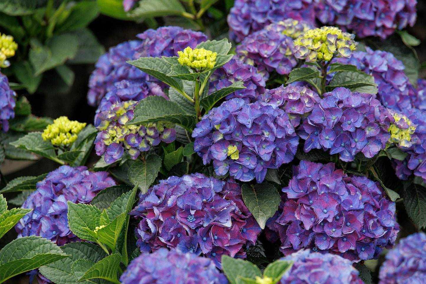 Hydrangea Macrophylla 'seaside Serenade Newport' - View 13 from www redcrocus com
