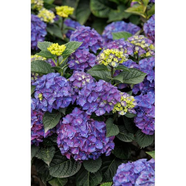 Hydrangea Macrophylla 'seaside Serenade Newport' - View 15 from www redcrocus com