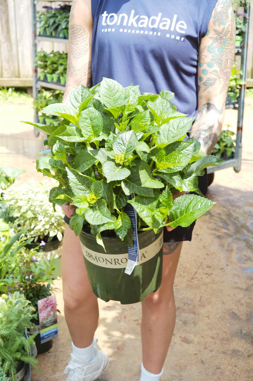 Hydrangea Macrophylla 'seaside Serenade Newport' - View 16 from www redcrocus com