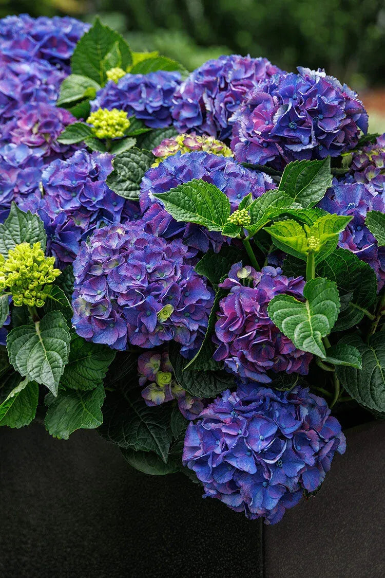 Hydrangea Macrophylla 'seaside Serenade Newport' - View 1 from www redcrocus com