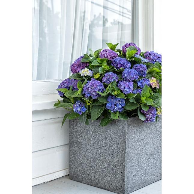 Hydrangea Macrophylla 'seaside Serenade Newport' - View 24 from www redcrocus com