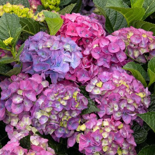 Hydrangea Macrophylla 'seaside Serenade Newport' - View 26 from www redcrocus com