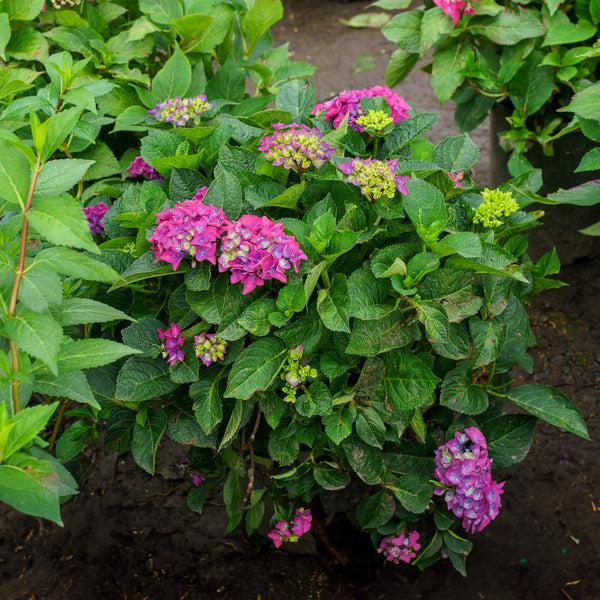 Hydrangea Macrophylla 'seaside Serenade Newport' - View 27 from www redcrocus com