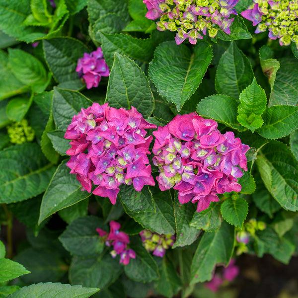 Hydrangea Macrophylla 'seaside Serenade Newport' - View 28 from www redcrocus com