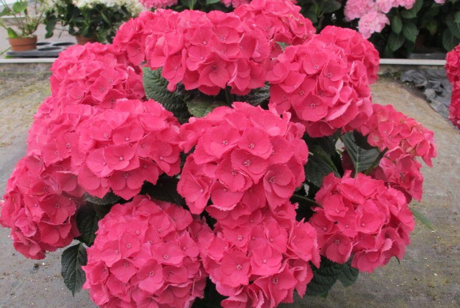 Hydrangea Macrophylla 'seaside Serenade Newport' - View 29 from www redcrocus com