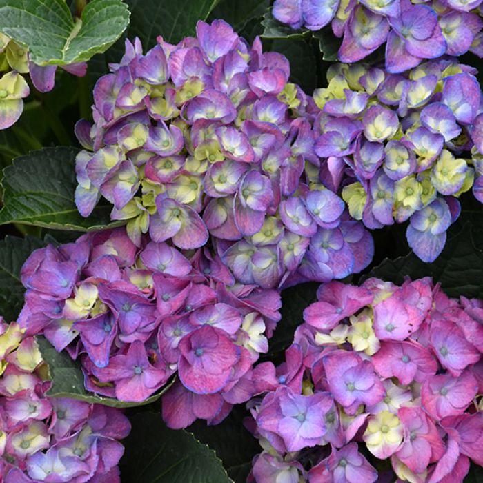 Hydrangea Macrophylla 'seaside Serenade Newport' - View 2 from www redcrocus com
