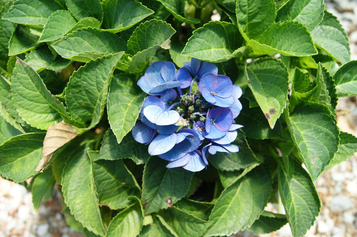 Hydrangea Macrophylla 'seaside Serenade Newport' - View 30 from www redcrocus com