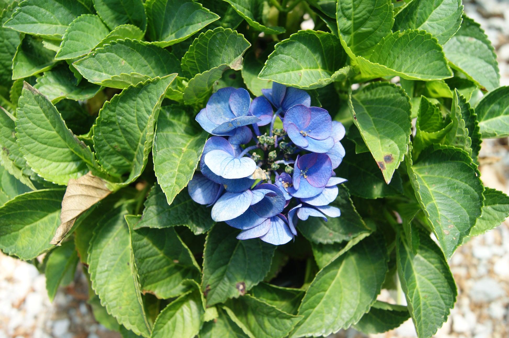 Hydrangea Macrophylla 'seaside Serenade Newport' - View 30 from www redcrocus com