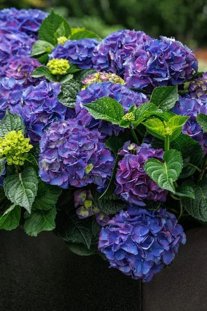 Hydrangea Macrophylla 'seaside Serenade Newport' - View 31 from www redcrocus com