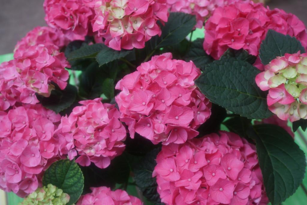 Hydrangea Macrophylla 'seaside Serenade Newport' - View 33 from www redcrocus com