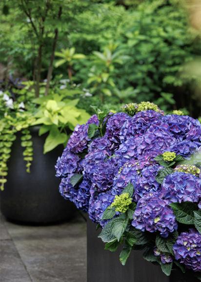 Hydrangea Macrophylla 'seaside Serenade Newport' - View 3 from www redcrocus com