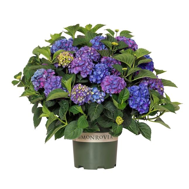 Hydrangea Macrophylla 'seaside Serenade Newport' - View 5 from www redcrocus com