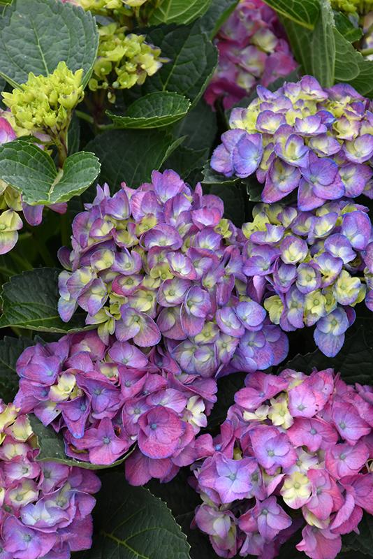 Hydrangea Macrophylla 'seaside Serenade Newport' - View 6 from www redcrocus com