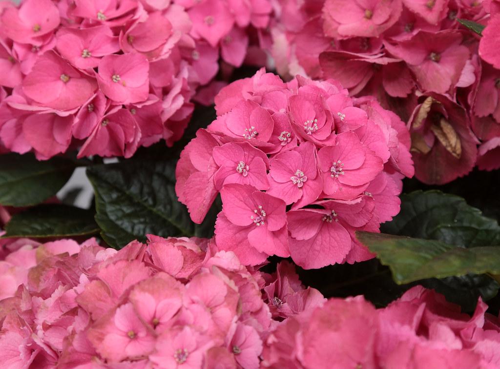 Hydrangea Macrophylla 'seaside Serenade Newport' - View 9 from www redcrocus com
