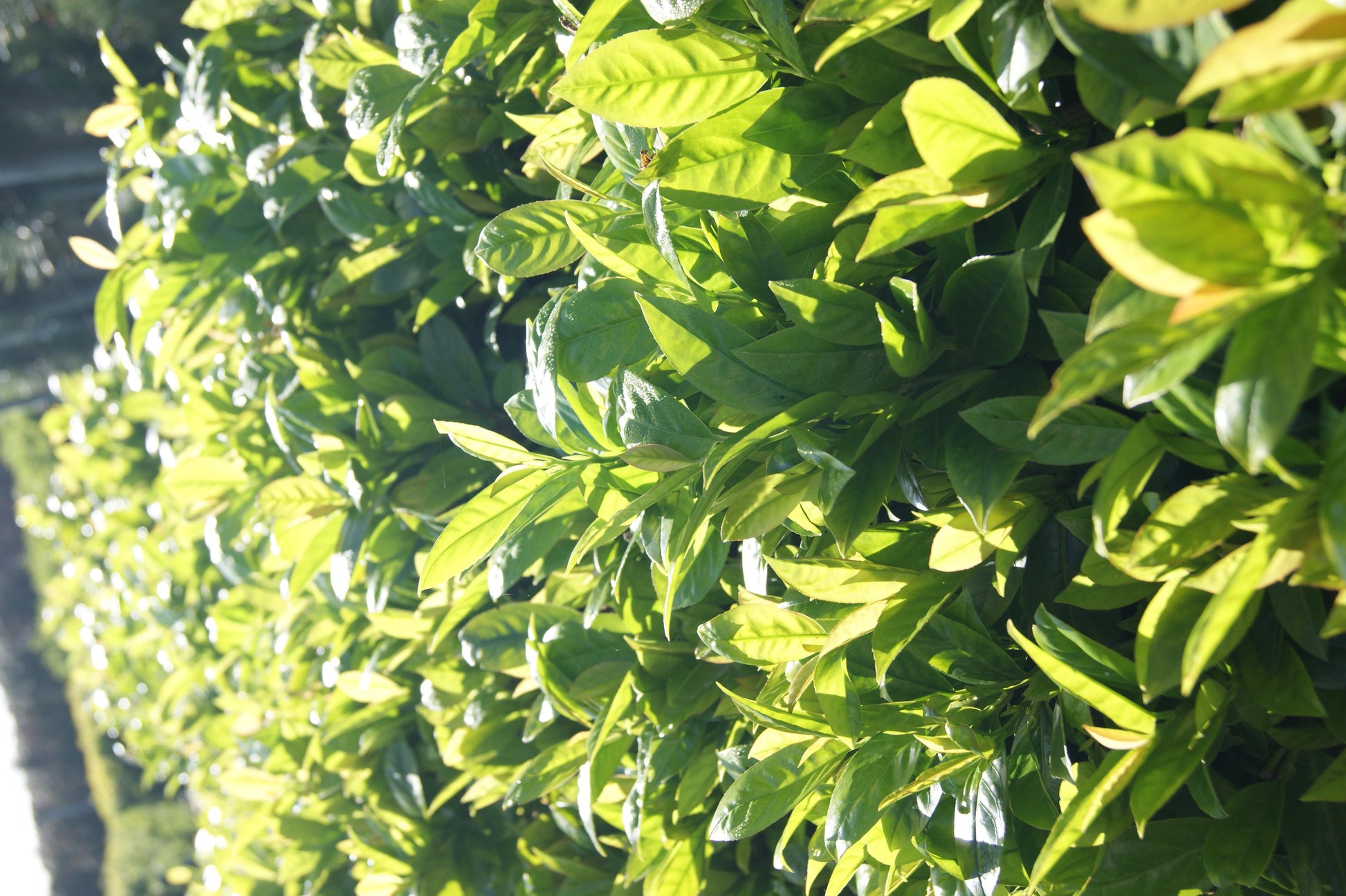 Prunus Laurocerasus 'green Goblet' - View 10 from www redcrocus com