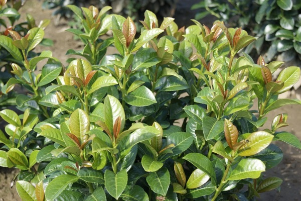 Prunus Laurocerasus 'green Goblet' - View 11 from www redcrocus com