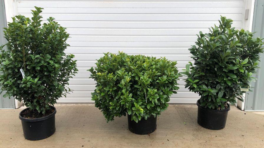 Prunus Laurocerasus 'green Goblet' - View 14 from www redcrocus com
