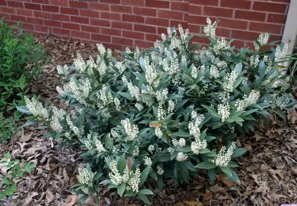 Prunus Laurocerasus 'green Goblet' - View 18 from www redcrocus com