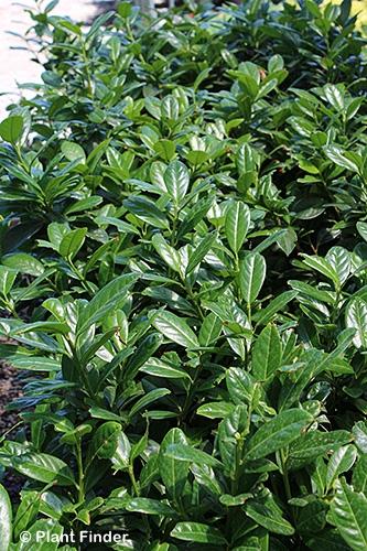 Prunus Laurocerasus 'green Goblet' - View 19 from www redcrocus com