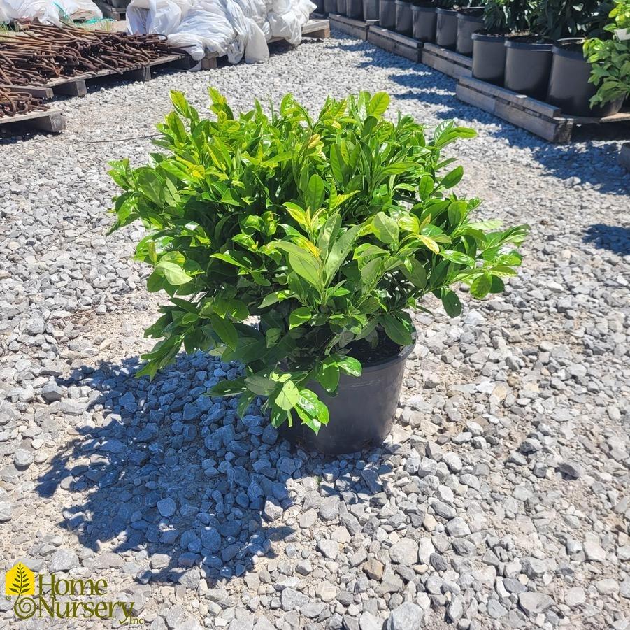 Prunus Laurocerasus 'green Goblet' - View 1 from www redcrocus com