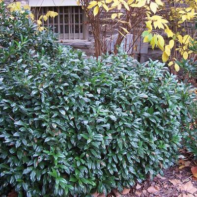 Prunus Laurocerasus 'green Goblet' - View 21 from www redcrocus com