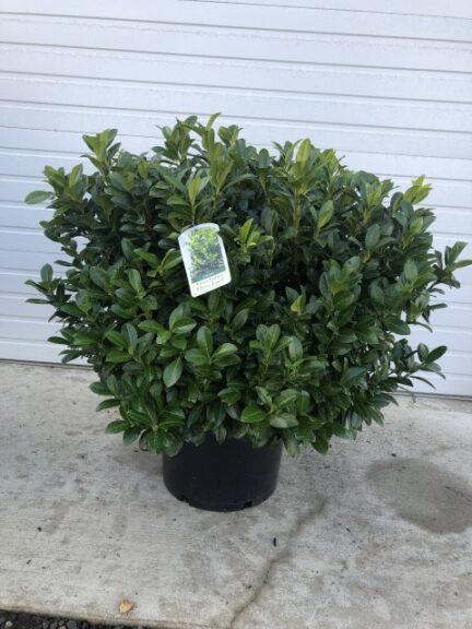Prunus Laurocerasus 'green Goblet' - View 22 from www redcrocus com