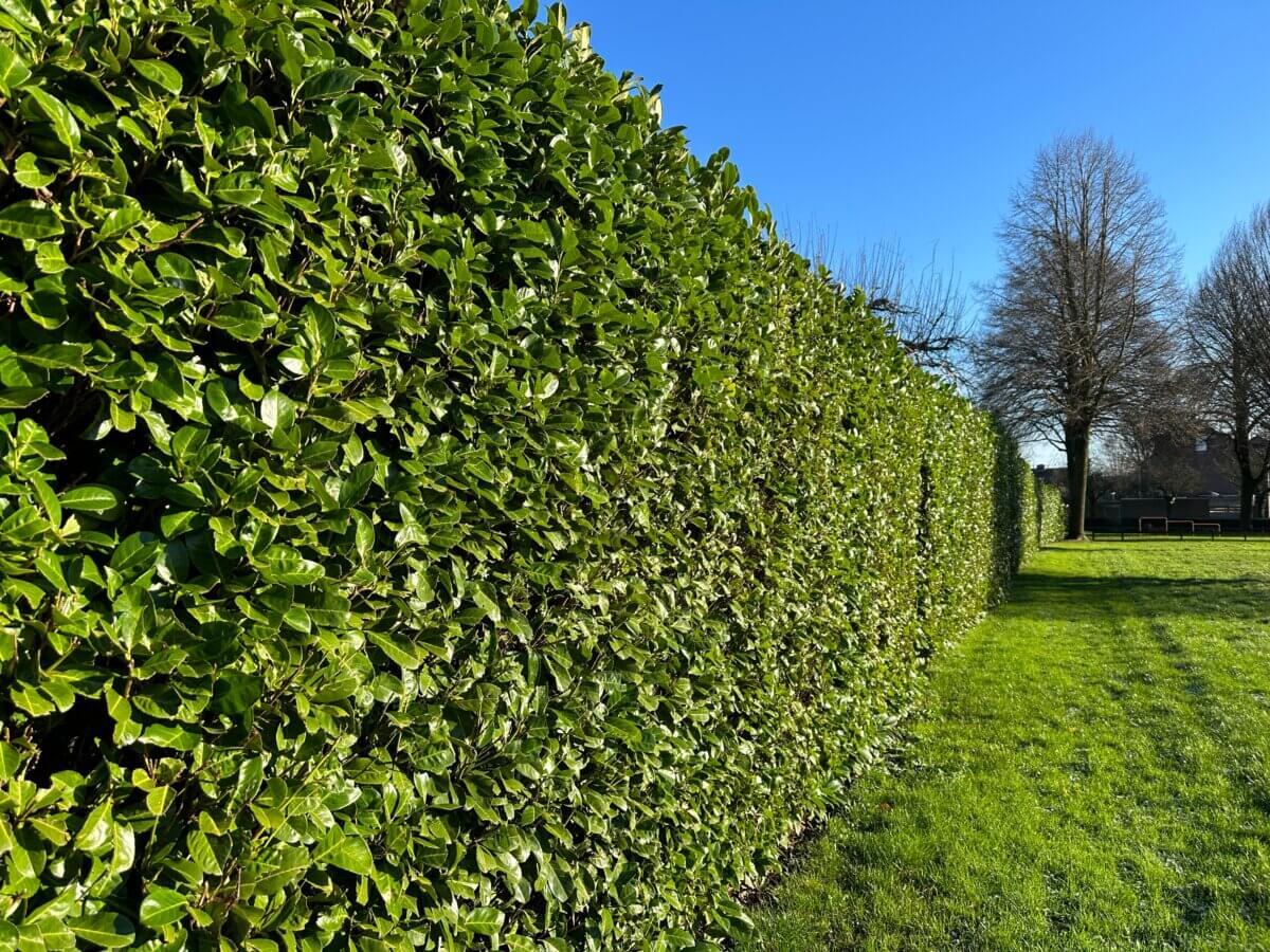 Prunus Laurocerasus 'green Goblet' - View 24 from www redcrocus com