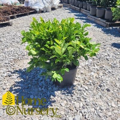 Prunus Laurocerasus 'green Goblet' - View 25 from www redcrocus com
